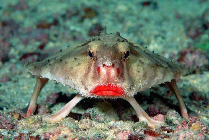 Batfish à lèvres rouges qui ressemble à un animal de fan fiction dans un film.