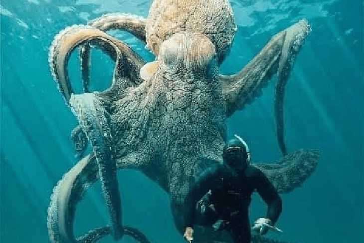 An Octopus with a swimmer in the sea